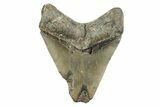 Serrated, Fossil Megalodon Tooth - North Carolina #274847-2